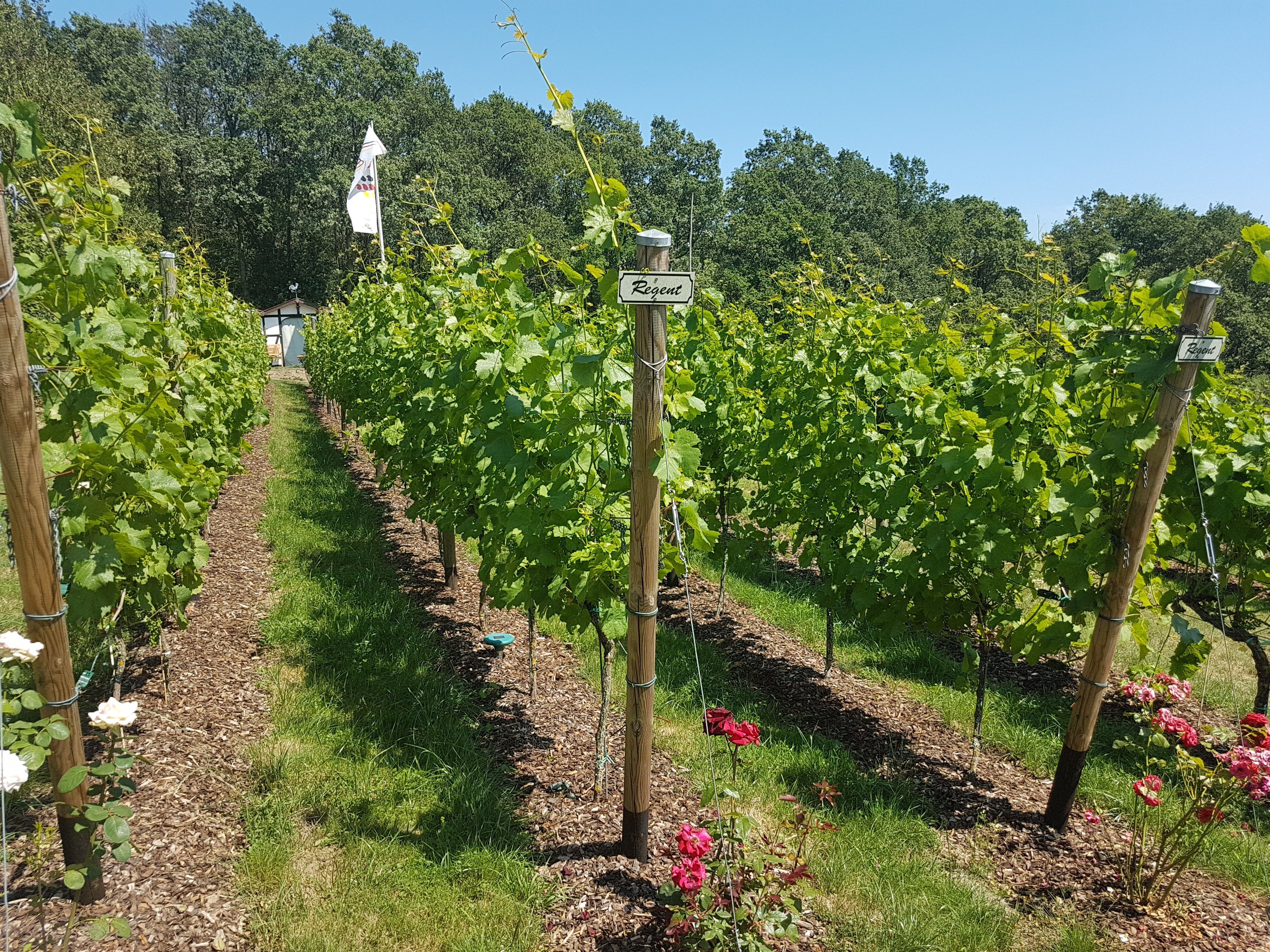 Weinberg am Silberfuchs 