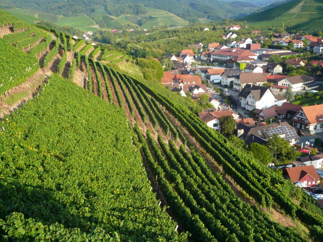 Weinberg in Durbach